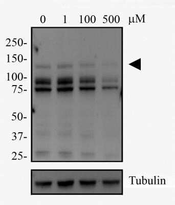 Western Blot: DNMT3A Antibody (64B1446) - Azide and BSA Free [NBP2-80699] - NTERA-2 cells were treated with Zebularine as indicated for 24 hours. Cell lysates were prepared and separated on a 7.5% gel by SDS-PAGE. Protein was transferred to PVDF membrane and blocked in 5% non-fat milk. The membrane was probed with 2 ug/mL anti-Dnmt3a in 1% milk, and detected with an anti-mouse HRP secondary antibody using chemiluminescence. Note the decrease in Dnmt3a expression upon treatment with 500 uM Zebularine (arrowhead). Additional bands at 90 and 75 kDa can also be detected with this antibody and may represent alternative splice variants. Tubulin is shown as a loading control. Image from the standard format of this antibody.