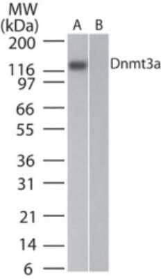 Western Blot: DNMT3A Antibody (64B814.1) - Azide Free [NBP2-33216] - Analysis of Dnmt3a in (A) Dnmt3a transfected and (B) untransfected 293 cell lysate using Dnmt3a antibody at 1 ug/ml. Image from the standard format of this antibody.