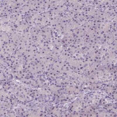 Immunohistochemistry-Paraffin: DNTTIP2 Antibody [NBP2-38710] - Staining of human pancreas shows low expression as expected.