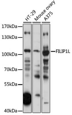 Western Blot: DOC1 Antibody [NBP2-92390] - Analysis of extracts of various cell lines, using DOC1 at 1:1000 dilution.Secondary antibody: HRP Goat Anti-Rabbit IgG (H+L) at 1:10000 dilution.Lysates/proteins: 25ug per lane.Blocking buffer: 3% nonfat dry milk in TBST.Detection: ECL Basic Kit .Exposure time: 10s.