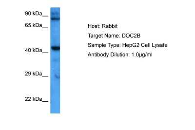 Western Blot: DOC2B Antibody [NBP2-87296] - Host: Rabbit. Target Name: DOC2B. Sample Tissue: Human HepG2 Whole Cell lysates. Antibody Dilution: 1ug/ml