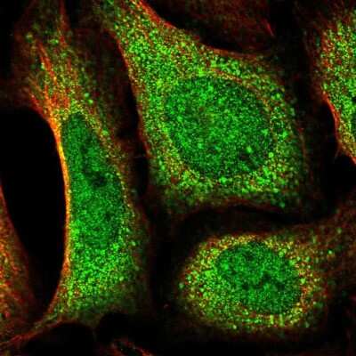 Immunocytochemistry/ Immunofluorescence DOCK10 Antibody - BSA Free