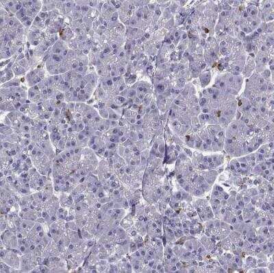 Immunohistochemistry-Paraffin: DOCK10 Antibody [NBP2-58637] - Staining of human pancreas shows no positivity in exocrine glandular cells as expected.