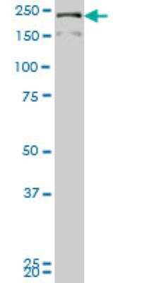 Western Blot DOCK4 Antibody (1B3) - Azide and BSA Free