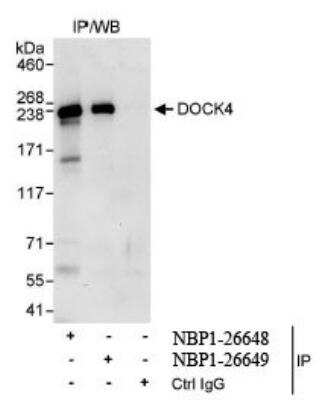 Immunoprecipitation: DOCK4 Antibody [NBP1-26649] - Whole cell lysate (1 mg for IP, 20% of IP loaded) from HeLa cells. Antibodies: Affinity purified rabbit  used for IP at 3 mcg/mg lysate.