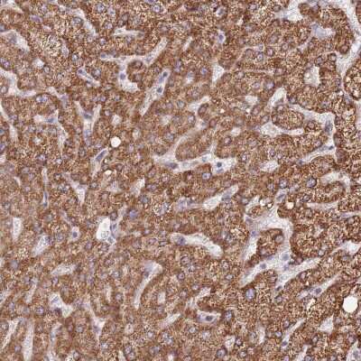 Immunohistochemistry-Paraffin DOCK6 Antibody - BSA Free