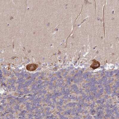 Immunohistochemistry-Paraffin: DOCK9 Antibody [NBP2-38517] - Staining of human cerebellum shows strong cytoplasmic positivity in Purkinje cells.