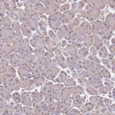Immunohistochemistry-Paraffin: DOCK9 Antibody [NBP2-38517] - Staining of human pancreas shows no positivity in exocrine glandular cells as expected.