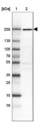 Western Blot: DOCK9 Antibody [NBP2-38517] - Lane 1: Marker [kDa] 250, 130, 100, 70, 55, 35, 25, 15, 10Lane 2: Human cell line CACO-2