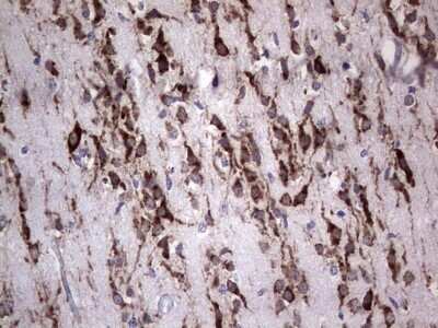 Immunohistochemistry: DOG1/TMEM16A Antibody (OTI1C8) - Azide and BSA Free [NBP2-71987] - Analysis of Human embryonic brain cortex tissue. (Heat-induced epitope retrieval by 1 mM EDTA in 10mM Tris, pH8.5, 120C for 3min)