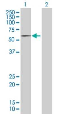 Western Blot: DOK1 Antibody [H00001796-B01P] - Western Blot analysis of DOK1 expression in transfected 293T cell line by DOK1 MaxPab polyclonal antibody. Lane 1: DOK1 transfected lysate (52.91 KDa). Lane 2: Non-transfected lysate.