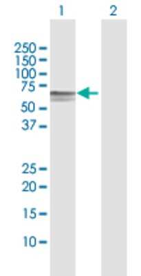 Western Blot: DOK1 Antibody [H00001796-D01P] - Analysis of DOK1 expression in transfected 293T cell line by DOK1 polyclonal antibody.Lane 1: DOK1 transfected lysate(52.40 KDa).Lane 2: Non-transfected lysate.