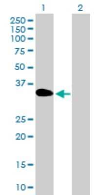 Western Blot: DOK3 Antibody [H00079930-B01P] - Analysis of DOK3 expression in transfected 293T cell line by DOK3 polyclonal antibody.  Lane 1: DOK3 transfected lysate(36.3 KDa). Lane 2: Non-transfected lysate.
