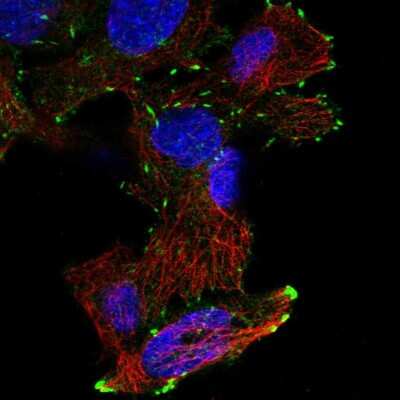 Immunocytochemistry/ Immunofluorescence DOK6 Antibody - BSA Free