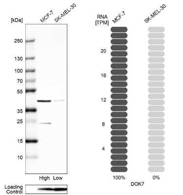 Western Blot DOK7 Antibody