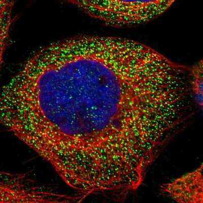 Immunocytochemistry/ Immunofluorescence DOLPP1 Antibody - BSA Free