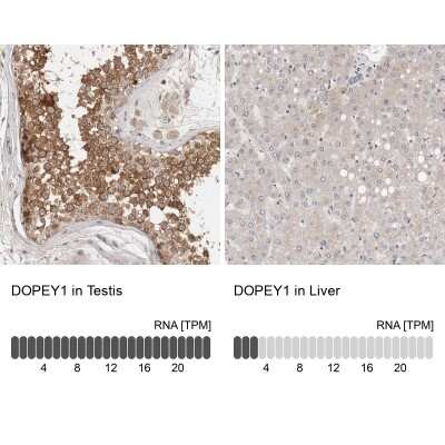 Immunohistochemistry-Paraffin: DOPEY1 Antibody [NBP1-90581] - Staining in human testis and liver tissues using anti-DOPEY1 antibody. Corresponding DOPEY1 RNA-seq data are presented for the same tissues.