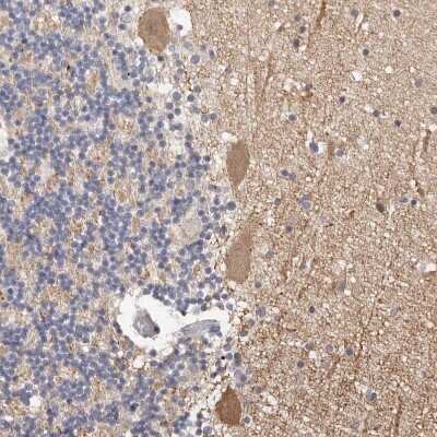 Immunohistochemistry-Paraffin: DOPEY1 Antibody [NBP1-90582] - Staining of human cerebellum shows moderate cytoplasmic positivity in Purkinje cells.