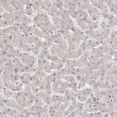 Immunohistochemistry-Paraffin: DOPEY1 Antibody [NBP1-90582] - Staining of human liver shows no positivity in hepatocytes as expected.