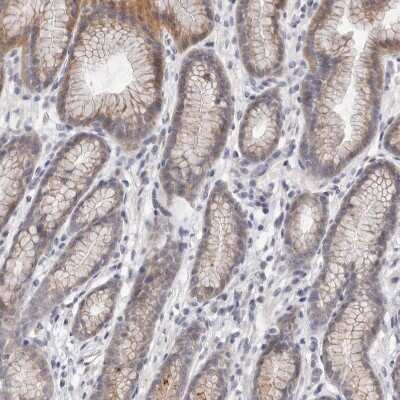 Immunohistochemistry-Paraffin: DOPEY1 Antibody [NBP1-90582] - Staining of human stomach shows weak cytoplasmic positivity in glandular cells.