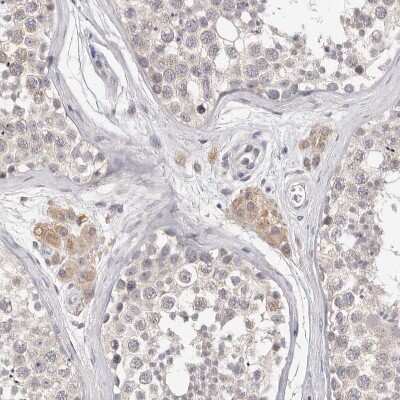 Immunohistochemistry-Paraffin: DOPEY1 Antibody [NBP1-90582] - Staining of human testis shows moderate cytoplasmic positivity in Leydig cells.