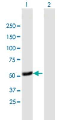 Western Blot: DP1 Antibody [H00007027-B01P] - Analysis of TFDP1 expression in transfected 293T cell line by TFDP1 polyclonal antibody.  Lane 1: TFDP1 transfected lysate(45.10 KDa). Lane 2: Non-transfected lysate.