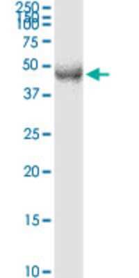 Western Blot DP2 Antibody (2E6) - Azide and BSA Free