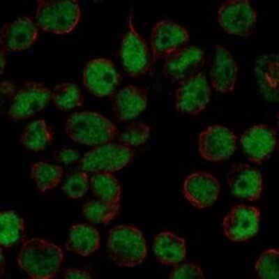 Immunocytochemistry/Immunofluorescence: DP2 Antibody [NBP3-17703] - Staining of human cell line REH shows localization to nucleoplasm.
