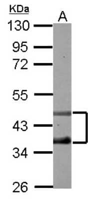 Western Blot DP2 Antibody - BSA Free