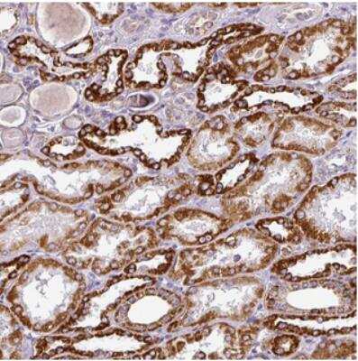 Immunohistochemistry-Paraffin: DPAGT1 Antibody [NBP2-30375] - Staining of human kidney shows strong cytoplasmic positivity in cells in tubules.