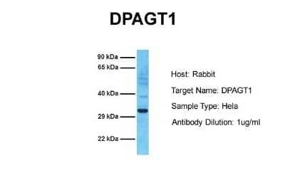 Western Blot: DPAGT1 Antibody [NBP2-84815] - Host: Rabbit. Target Name: DPAGT1. Sample Tissue: Human Hela. Antibody Dilution: 1.0ug/ml