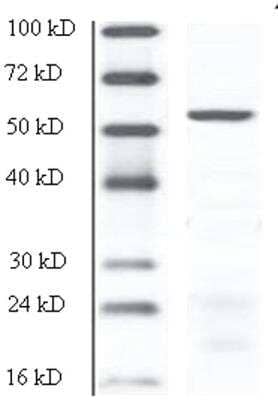Western Blot: DPCR-1 Antibody [NBP1-60094] - Human adult liver homogenate. Image from verified customer review.