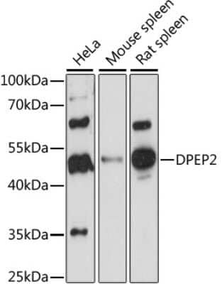 Western Blot DPEP2 Antibody - Azide and BSA Free