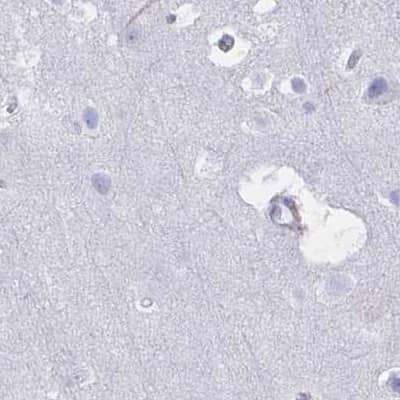 Immunohistochemistry-Paraffin: DPEP3 Antibody [NBP2-32395] - Staining of human cerebral cortex.