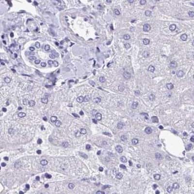 Immunohistochemistry-Paraffin: DPEP3 Antibody [NBP2-32395] - Staining of human liver.
