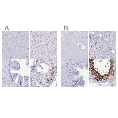 Immunohistochemistry-Paraffin DPEP3 Antibody - BSA Free