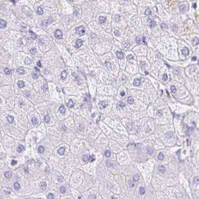 Immunohistochemistry-Paraffin DPEP3 Antibody - BSA Free