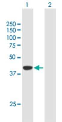 Western Blot: DPF2 Antibody [H00005977-B02P] - Analysis of DPF2 expression in transfected 293T cell line by DPF2 polyclonal antibody.  Lane 1: DPF2 transfected lysate(44.20 KDa). Lane 2: Non-transfected lysate.