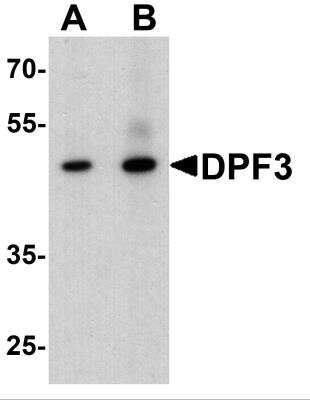 Western Blot DPF3 Antibody - BSA Free