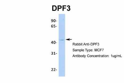 Western Blot: DPF3 Antibody [NBP2-87297] - Host: Rabbit. Target Name: DPF3. Sample Type: MCF7. Antibody Dilution: 1.0ug/ml