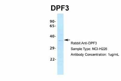 Western Blot DPF3 Antibody - BSA Free