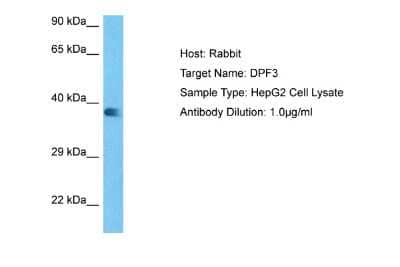 Western Blot: DPF3 Antibody [NBP2-87297] - Host: Rabbit. Target Name: DPF3. Sample Tissue: Human HepG2 Whole Cell. Antibody Dilution: 1ug/ml
