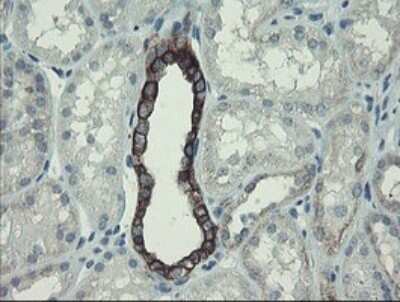 Immunohistochemistry: DPH2 Antibody (OTI3A12) - Azide and BSA Free [NBP2-70587] - Analysis of Human Kidney tissue.