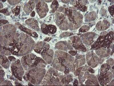 Immunohistochemistry: DPH2 Antibody (OTI3A12) - Azide and BSA Free [NBP2-70587] - Analysis of Human pancreas tissue.