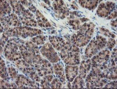 Immunohistochemistry: DPH2 Antibody (OTI4E7) - Azide and BSA Free [NBP2-70585] - Staining of paraffin-embedded Human pancreas tissue using anti-DPH2 mouse monoclonal antibody.