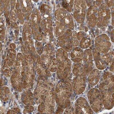 Immunohistochemistry-Paraffin: DPM1 Antibody [NBP2-13935] - Staining of human stomach, lower shows strong cytoplasmic positivity in glandular cells.