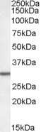 Western Blot: DPM1 Antibody [NBP1-05033] - Analysis of DPM1 (mouse) in Rat Liver lysate using this antibody at 0.05 ug/ml (35ug protein in RIPA buffer). Primary incubation was 1 hour. Detected by chemiluminescence.