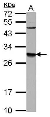 Western Blot: DPM1 Antibody [NBP2-16220] - Sample (30 ug of whole cell lysate) A: U87-MG 12% SDS PAGE gel, diluted at 1:1000.