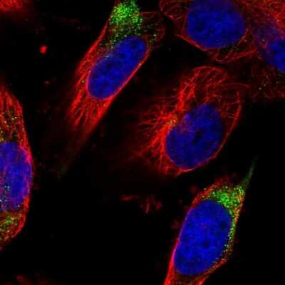 <b>Independent Antibodies Validation. </b>Immunocytochemistry/Immunofluorescence: DPP3 Antibody [NBP2-34021] - Immunofluorescent staining of human cell line U-251 MG shows localization to cytosol.