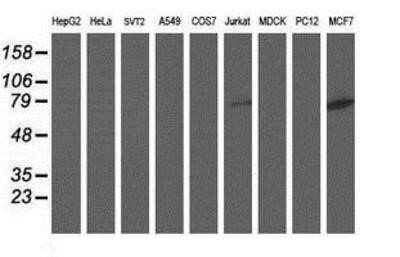 Western Blot: DPP3 Antibody (OTI2D9) - Azide and BSA Free [NBP2-71541] - Analysis of extracts (35ug) from 9 different cell lines by using anti-DPP3 monoclonal antibody.